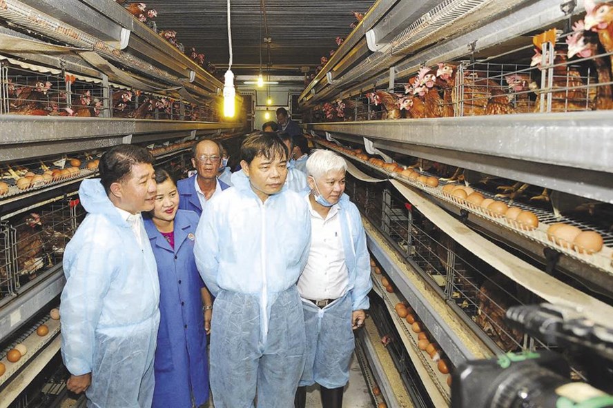 Bộ trưởng Bộ NN-PTNT Nguyễn Xuân Cường khảo sát một trang trại nuôi gà xuất khẩu sang Nhật. Ảnh: Đ.A