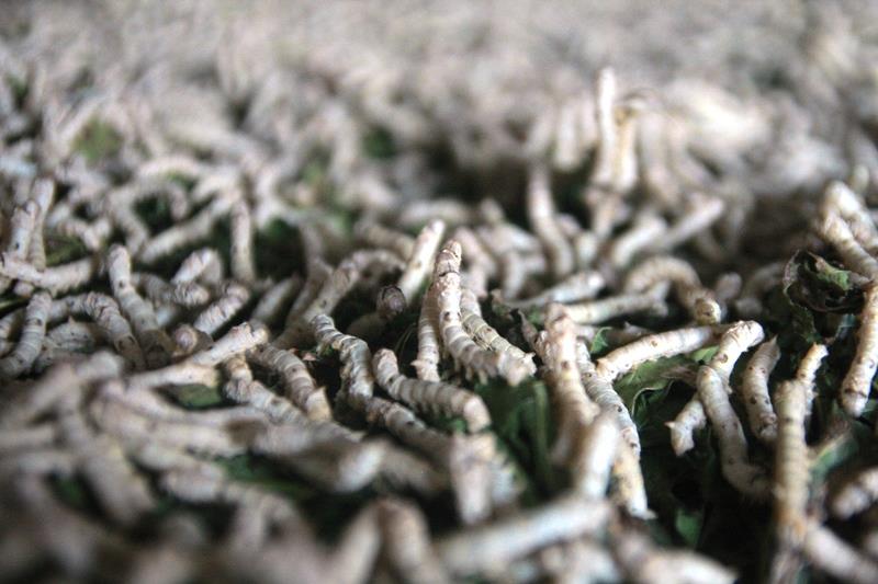 Chị Phạm Thị Thư xóm Tiền Tiến, xã Diễn Kim chia sẻ: “mỗi hộ gia đình thiệt hại từ 3-5 triệu đồng” (ảnh H.Q)