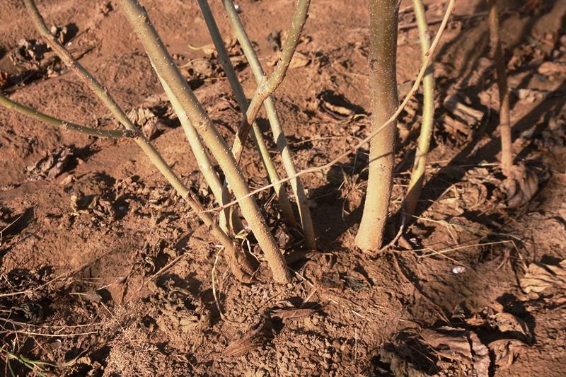 Gốc dâu trơ rễ vì bão số 10 (ảnh H.Q)