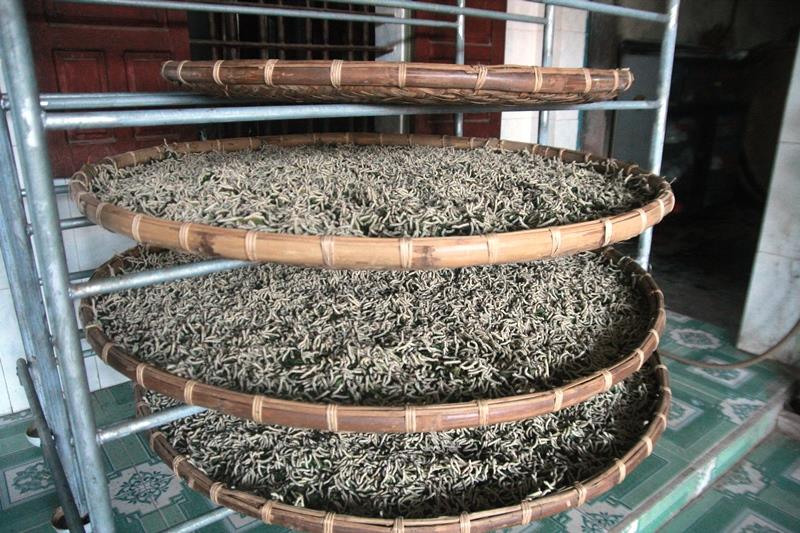 Tằm chết dần vì không tìm được nguồn thức ăn (ảnh H.Q)