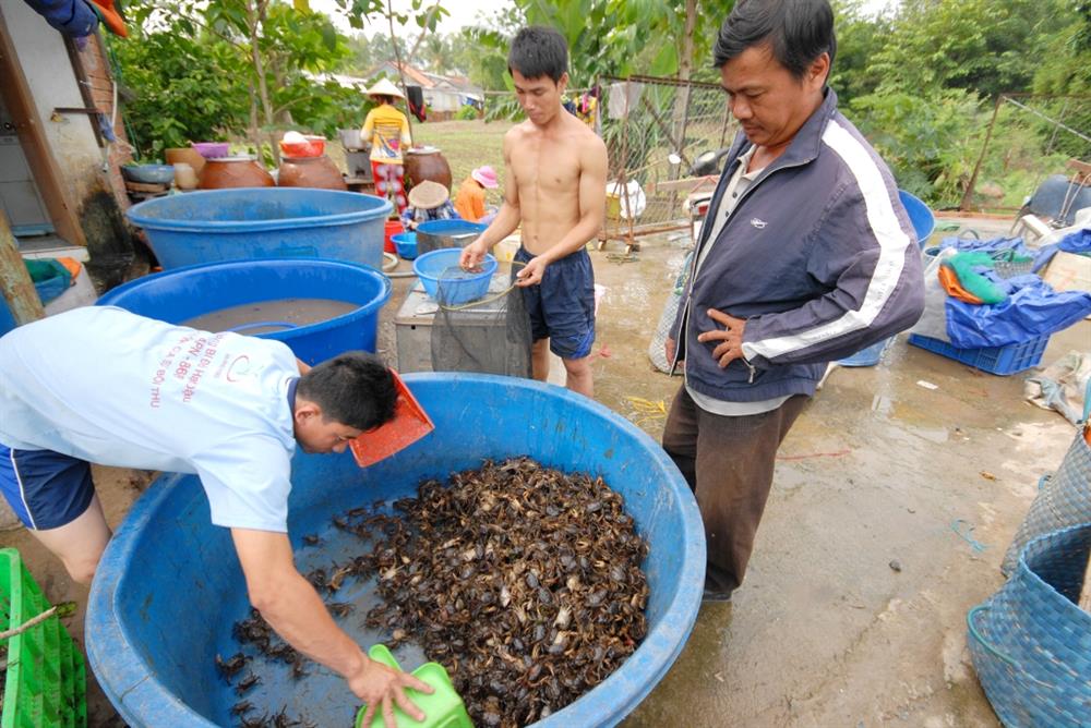 Thương lái chuẩn bị cho cua vào bao đưa đi tiêu thụ.