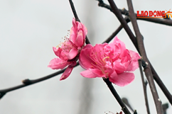 Người Nhật Tân hồ hởi đón vụ đào Tết trúng vụ, hoa nở đẹp