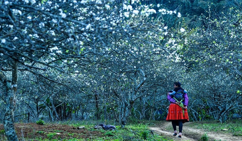 Kết quả hình ảnh cho ảnh mộc châu