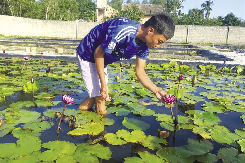 Từ anh thợ làm vườn thành “đại gia hoa súng" Từ anh thợ làm vườn thành “đại gia hoa súng"