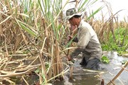 Quyết liệt giải cứu nông sản cho người dân Quyết liệt giải cứu nông sản cho người dân