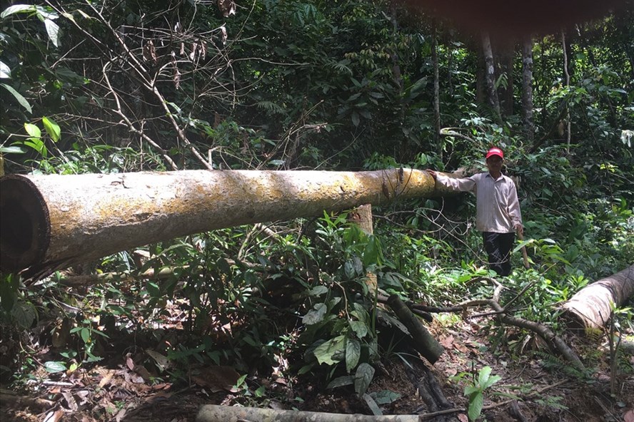 Những cây rừng bị lâm tặc cưa hạ, còn ngổn ngang tại hiện trường. Ảnh: H.H