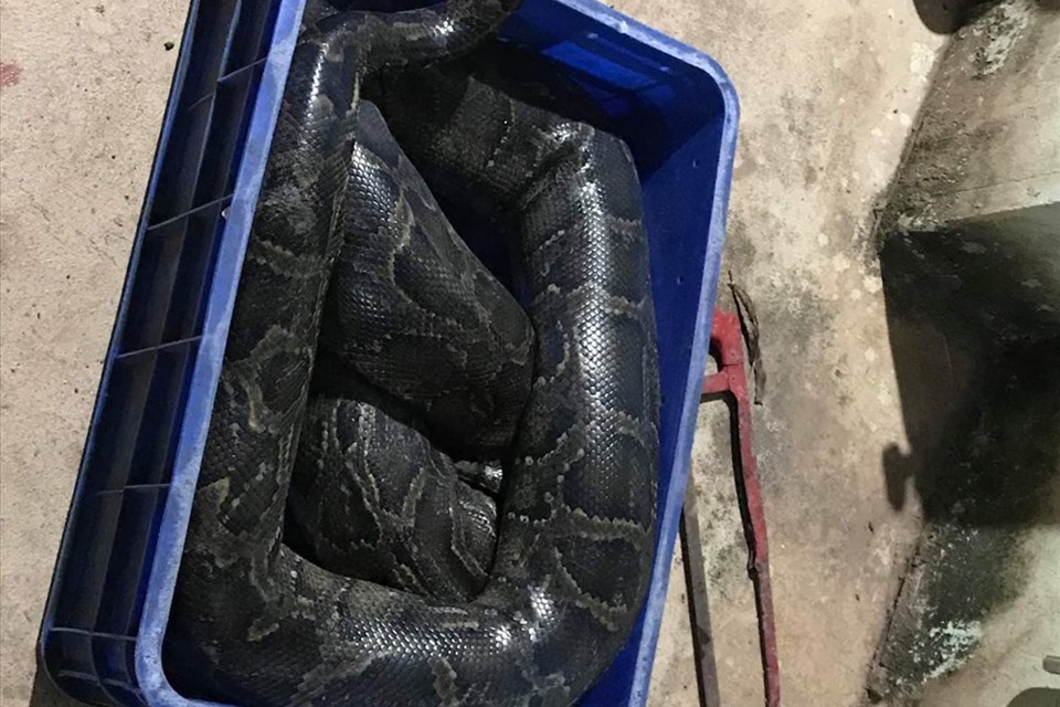 Điều tra vụ một thanh niên nghi bị trăn nuôi 7 năm tuổi siết chết Điều tra vụ một thanh niên nghi bị trăn nuôi 7 năm tuổi siết chết
