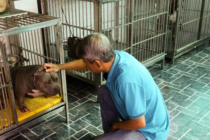 Đàn chó Bully của ông Quân.