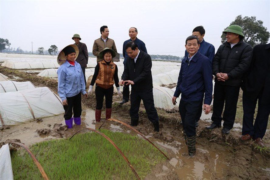 Bộ trưởng Nguyễn Xuân Cường lội xuống ruộng cùng bà con nông dân kiểm tra từng gốc mạ chuẩn bị cho gieo cấy vụ đông xuân 2018. Ảnh: Kh.L