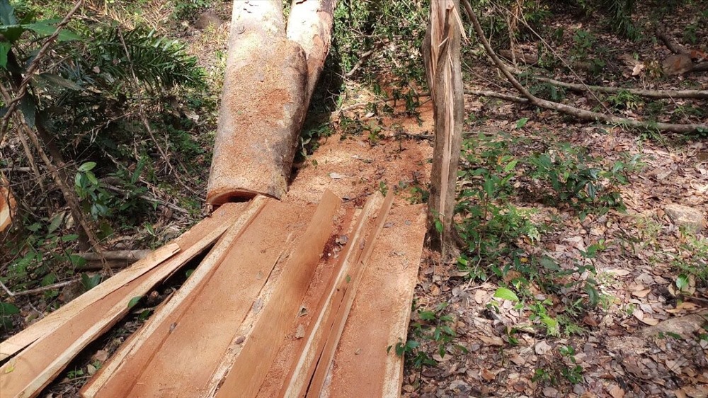 Hiện trường vụ phá rừng.