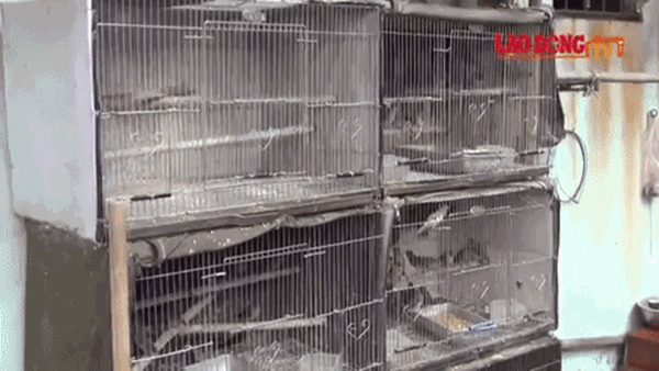 Thị trường chim phóng sinh Rằm tháng Giêng ảm đạm, giá vẫn đẩy lên gấp rưỡi