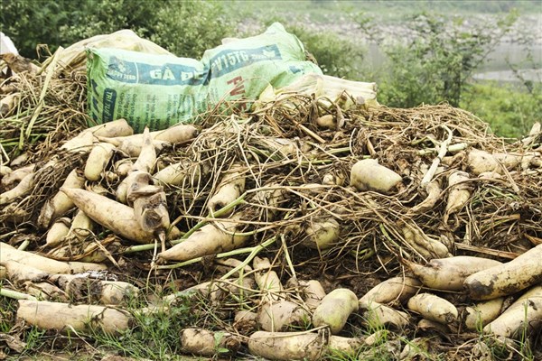 Nông dân xót ruột đổ bỏ hàng trăm tấn củ cải vì rớt giá