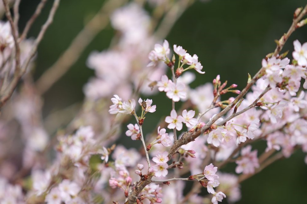 10000 canh hoa anh dao tung bung khoe sac truoc gio g