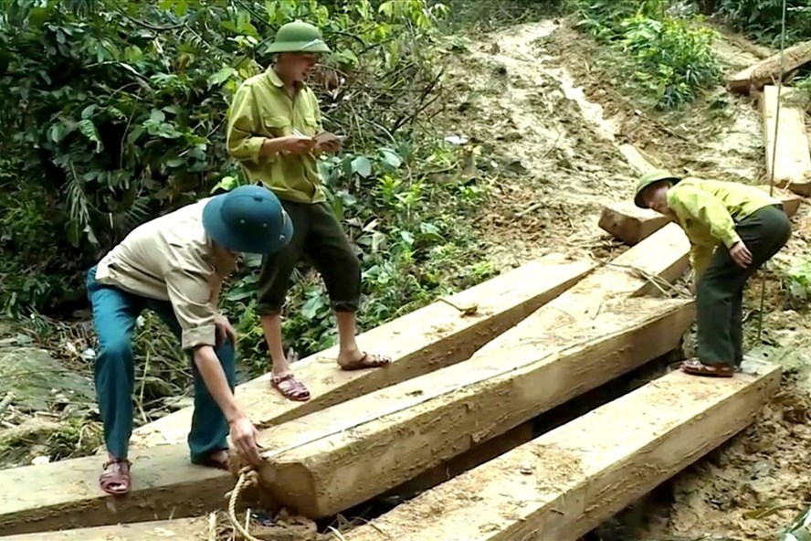 Lực lượng chức năng kiểm đếm số gỗ bị khai thác trái phép tại Quảng Bình.