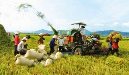 Nhiều ý kiến cho rằng, tình trạng trì trệ, kém hiệu quả của VFA đã không bảo vệ được lợi ích của DN và nông dân. Ảnh minh họa.