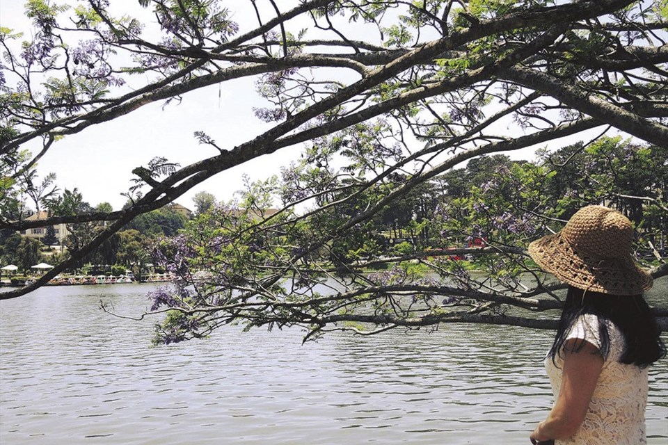 Đà Lạt buồn mơ màng mùa hoa phượng tím Đà Lạt buồn mơ màng mùa hoa phượng tím