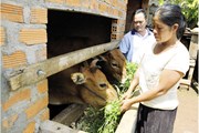 Tín dụng chính sách đẩy lùi “tín dụng đen” Tín dụng chính sách đẩy lùi “tín dụng đen”