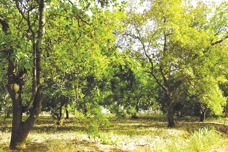 binh phuoc de cay dieu that su hoi sinh