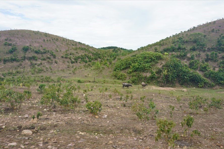 Hàng trăm ha đất dự án bỏ hoang tại Cẩm Mỹ - Cẩm Xuyên. Ảnh: PV