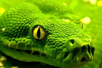 14-69294632-Snake-Wa.jpg