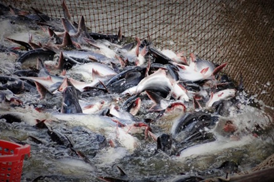 Riêng tại Đồng Tháp, hiện đã cấp MSND cho 349 CS nuôi cá tra thương phẩm với diện tích hơn 1.500ha.