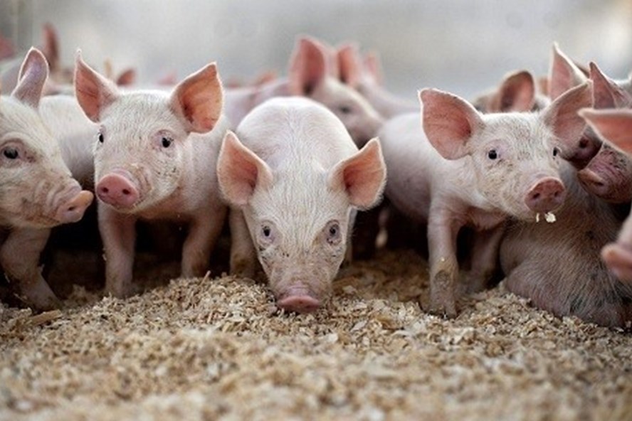 Bước qua tháng 7, giá lợn hơi lại lao dốc, giảm dần từ 50.000 đồng/kg xuống còn từ 46.000 đồng/kg.