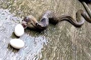Thế giới động vật: Rắn hổ mang nôn ra một rổ trứng để trốn chạy Thế giới động vật: Rắn hổ mang nôn ra một rổ trứng để trốn chạy