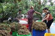 Thủ phủ nhãn lồng Hưng Yên: Được mùa rớt giá, người dân cầu cứu thương buôn Thủ phủ nhãn lồng Hưng Yên: Được mùa rớt giá, người dân cầu cứu thương buôn