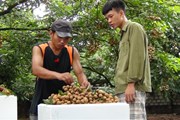 Hưng Yên vật lộn cứu mùa nhãn "mất giá vì bội thu" thế nào? Hưng Yên vật lộn cứu mùa nhãn "mất giá vì bội thu" thế nào?