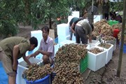 Ứng phó bão số 4, thủ phủ nhãn lồng huy động 24 tổ hợp máy bơm cứu nhãn Ứng phó bão số 4, thủ phủ nhãn lồng huy động 24 tổ hợp máy bơm cứu nhãn