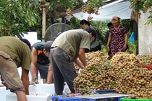 Người dân thu hoạch nhãn.
