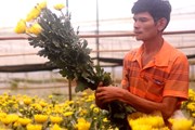 Hoa cúc Đà Lạt tăng giá chóng mặt dịp Rằm tháng 7 Hoa cúc Đà Lạt tăng giá chóng mặt dịp Rằm tháng 7