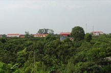 Xã Hồng Nam (Hưng Yên) nằm trong khu vực phát tích dòng nhãn lồng dùng để tiến vua.