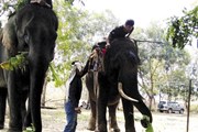Tháo "xiềng" du lịch cho voi Tháo "xiềng" du lịch cho voi