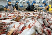 Cá tra Việt Nam và cuộc chiến “giành giật” thị trường Mỹ Cá tra Việt Nam và cuộc chiến “giành giật” thị trường Mỹ