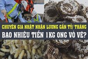 Kinh doanh hôm nay: Chuyên gia Nhật đến Việt Nam muốn nhận lương 700 triệu/tháng, kiếm tiền triệu mỗi ngày nhờ phá tổ ong vò vẽ Kinh doanh hôm nay: Chuyên gia Nhật đến Việt Nam muốn nhận lương 700 triệu/tháng, kiếm tiền triệu mỗi ngày nhờ phá tổ ong vò vẽ