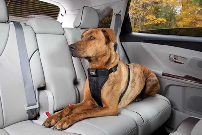 Chở chó mèo trên ôtô, cần lưu ý điều gì? | Lao Động Online ...