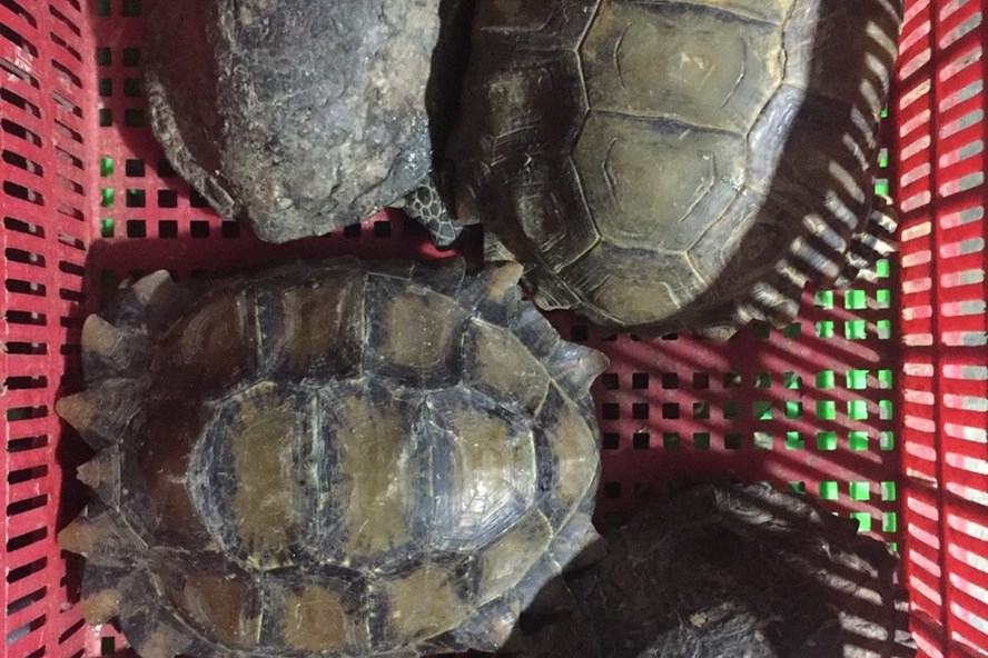 Các cá thể rùa được phát hiện ở trang trại bà Kim Cương.