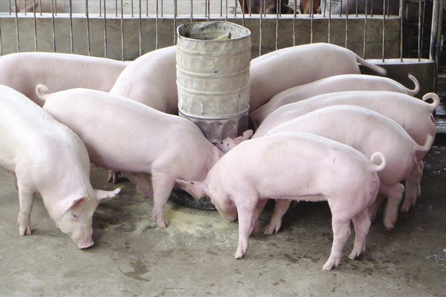 Cục Chăn nuôi khuyến nghị người dân cần thận không tăng đàn lợn ồ ạt, tránh tình trạng dư thừa như 2 năm qua. Ảnh: PV 