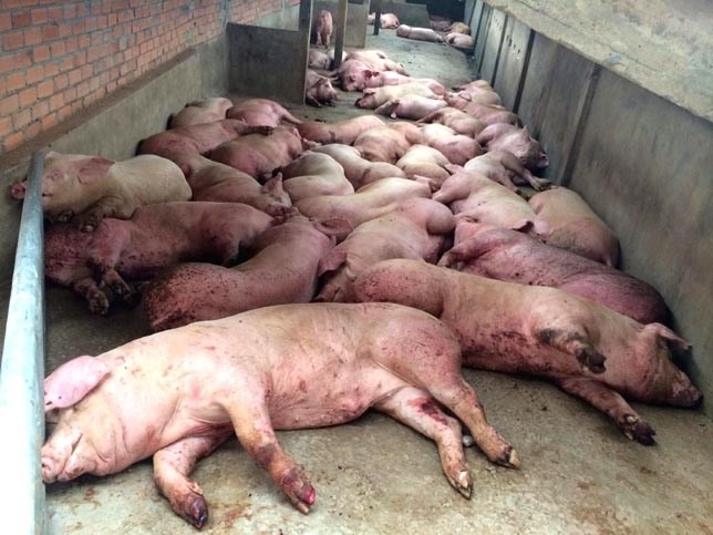 Dịch tả lợn ở tỉnh Liêu Ninh, Trung Quốc - Ảnh: THX