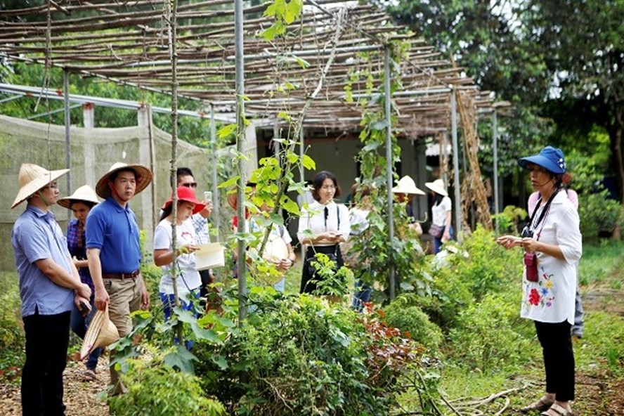 Du lịch nông nghiệp ở Việt Nam còn rất manh mún, chưa phát triển.