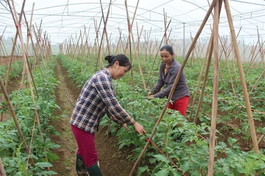 Tỉnh Bắc Giang đã nhiều chuyển biến trong sản xuất nông nghiệp. Ảnh: MH