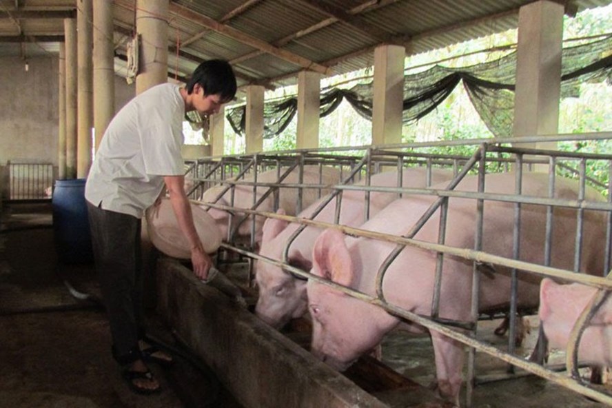 Thịt lợn ở Việt Nam dư thừa, có thời điểm rớt giá thảm hại khiến người chăn nuôi lao đao.