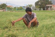 Ninh Thuận: Hành tím rớt giá, nông dân đứng ngồi không yên Ninh Thuận: Hành tím rớt giá, nông dân đứng ngồi không yên