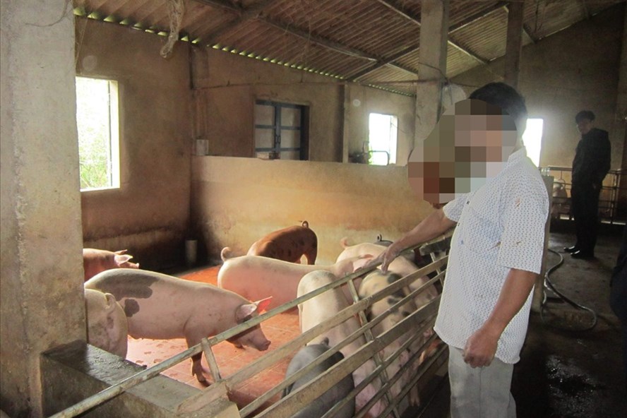 Một mô hình trang trại chăn nuôi lợn của người dân xã Triệu Độ. Ảnh: HT.