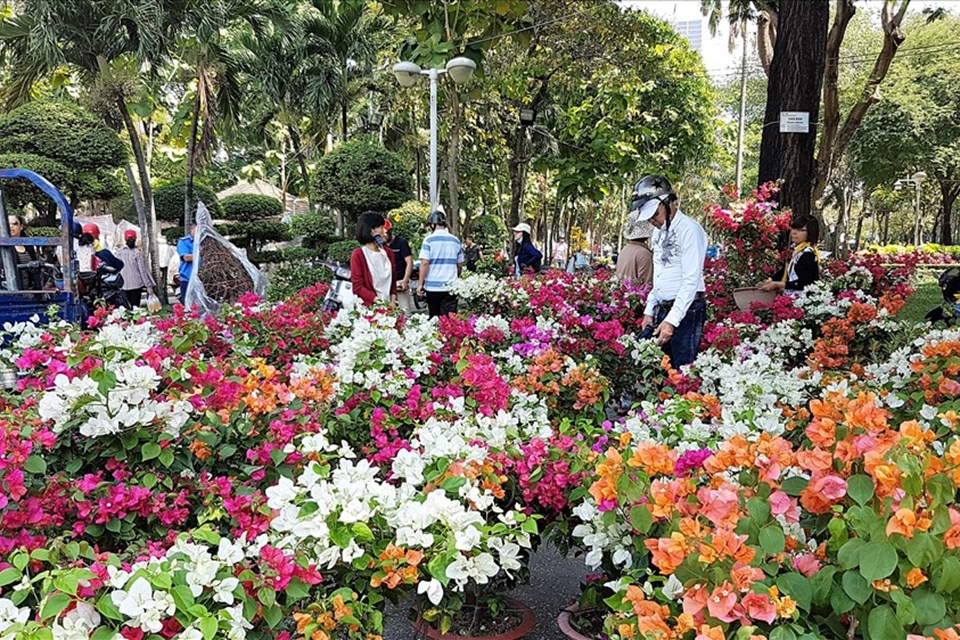 Sôi động thị trường hoa, cây cảnh Tết Nguyên đán Sôi động thị trường hoa, cây cảnh Tết Nguyên đán