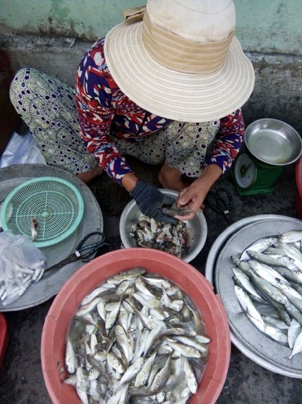 Người dân bày bán cá nóc giấy và họ có phương pháp chế biến để “loại bỏ” nọc độc. Ảnh: PV