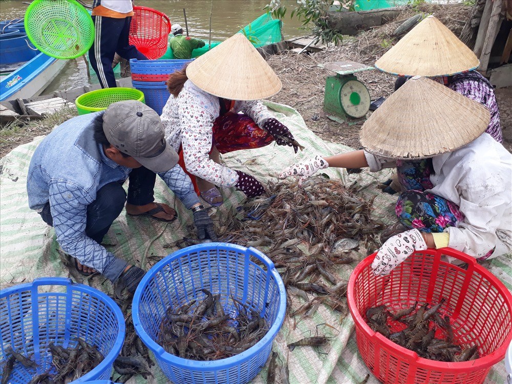 Lao động thời vụ vùng nông thôn ĐBSCL ngày càng khan hiếm (ảnh Nhật Hồ)