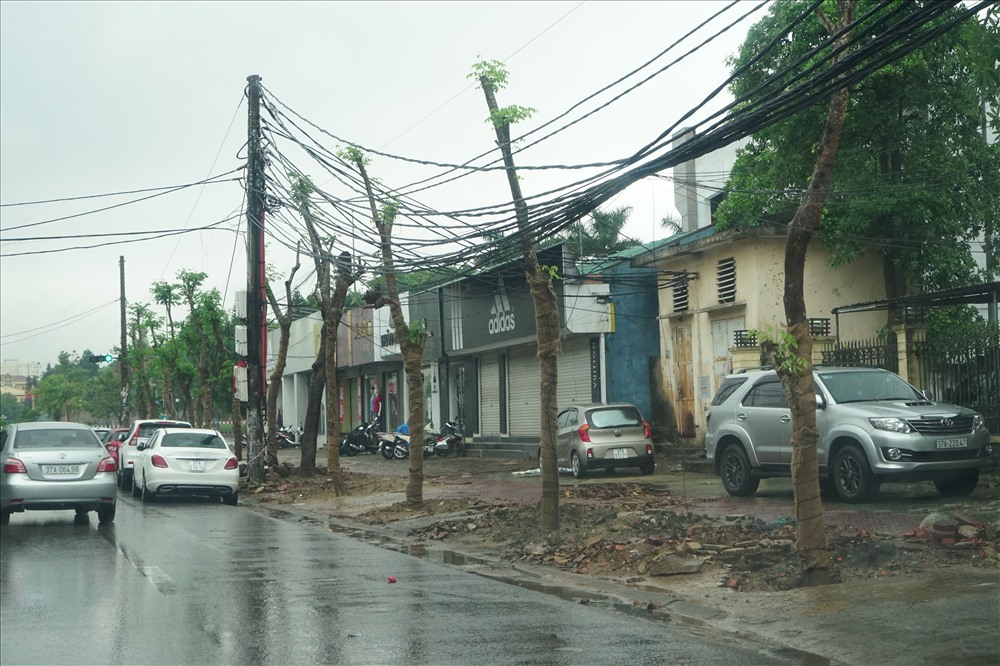 Nhiều cây cổ thụ đã bị thay thế bằng cây giáng hương chưa có tán. Ảnh: PV