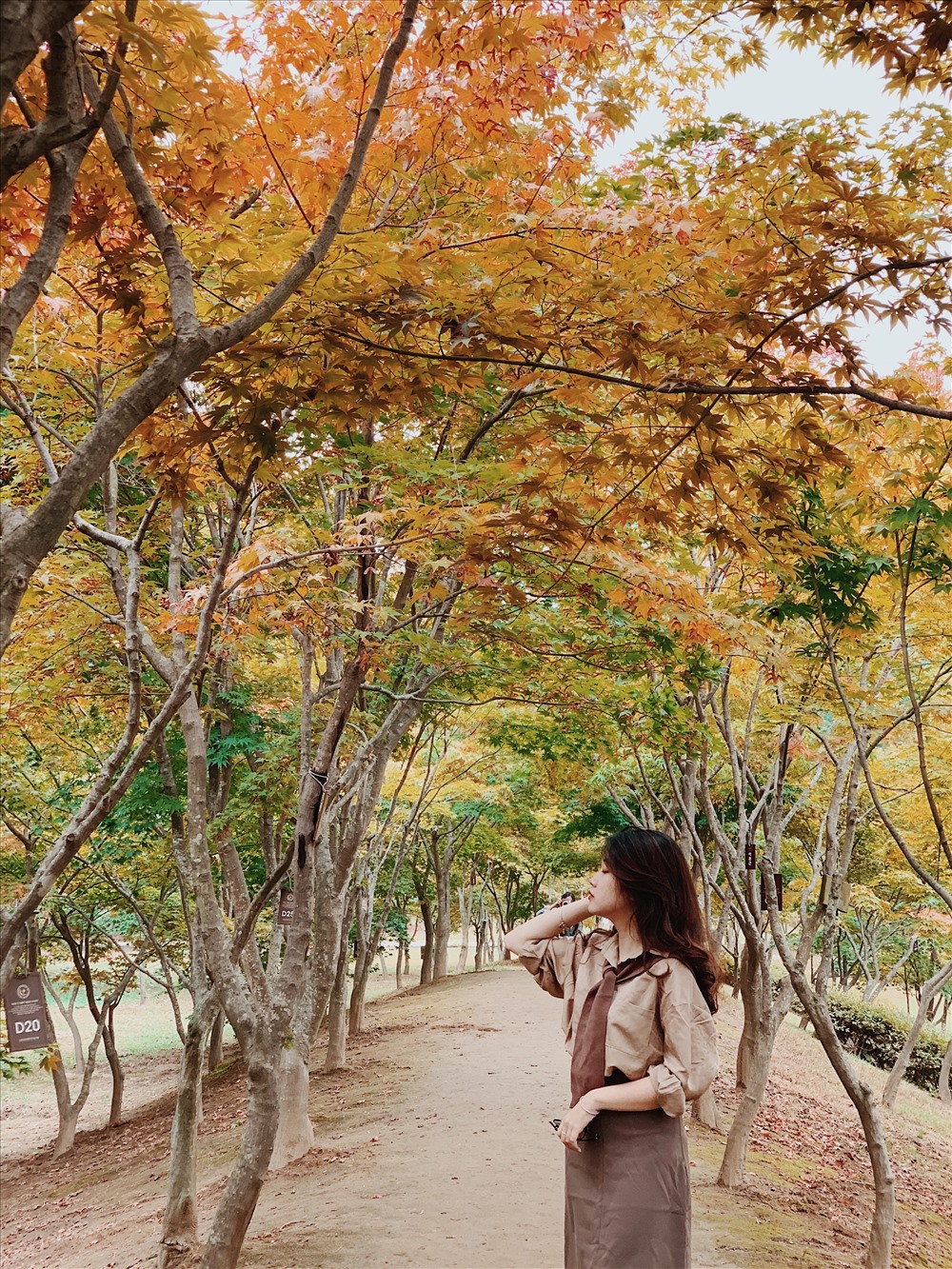 Mùa thu Hàn Quốc như được phủ một màu vàng từ những tán ca
